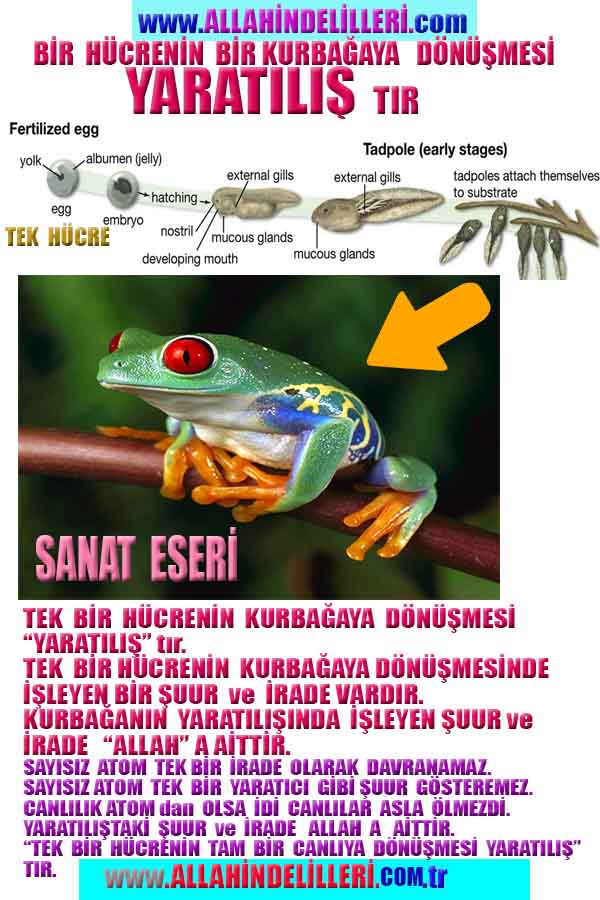 ALLAH, Allahin varlığının delilleri nelerdir?, allahin delilleri, allah in delilleri, allah-delilleri, allah var, #allah