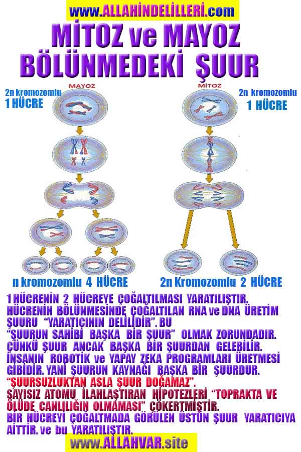 ALLAH, Allahin varlığının delilleri nelerdir?, allahin delilleri, allah in delilleri, allah-delilleri, allah var, #allah