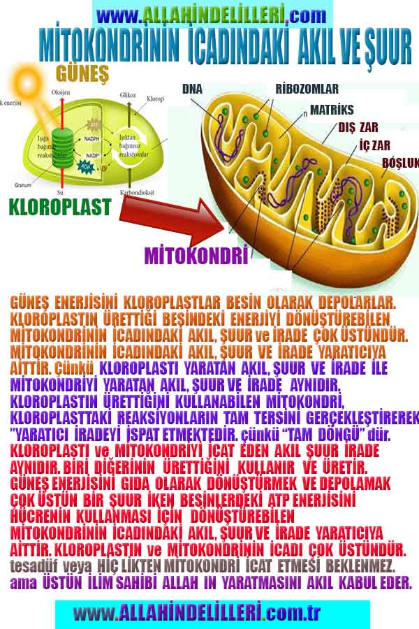 ALLAH, Allahin varlığının delilleri nelerdir?, allahin delilleri, allah in delilleri, allah-delilleri, allah var, #allah