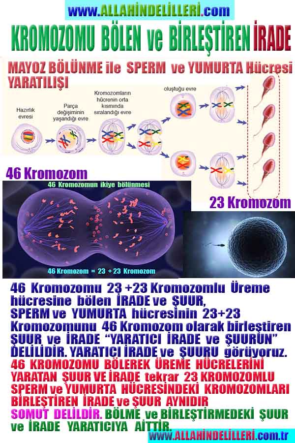 ALLAH, Allahin varlığının delilleri nelerdir?, allahin delilleri, allah in delilleri, allah-delilleri, allah var, #allah
