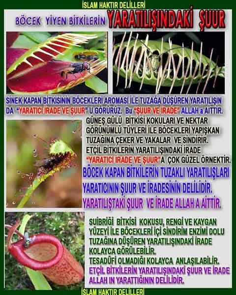 ALLAH, Allahin varlığının delilleri nelerdir?, allahin delilleri, allah in delilleri, allah-delilleri, allah var, #allah