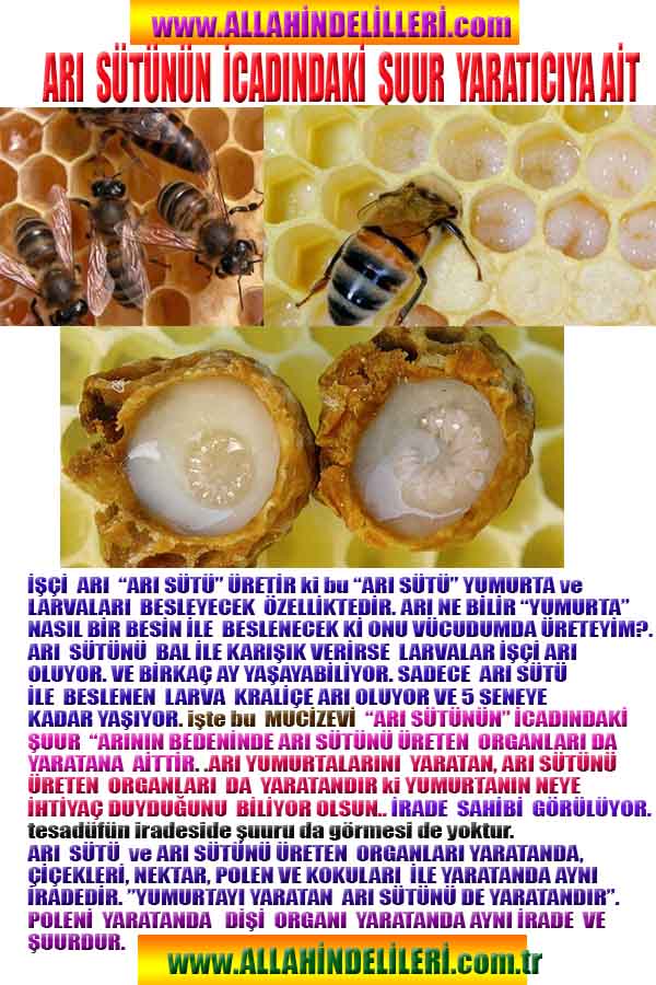 ALLAH, Allahin varlığının delilleri nelerdir?, allahin delilleri, allah in delilleri, allah-delilleri, allah var, #allah