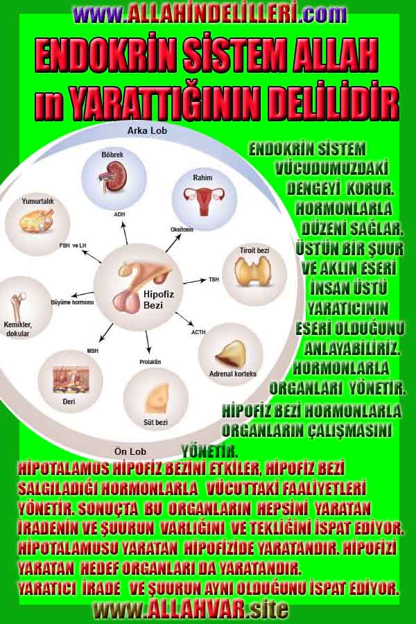 ALLAH, Allahin varlığının delilleri nelerdir?, allahin delilleri, allah in delilleri, allah-delilleri, allah var, #allah