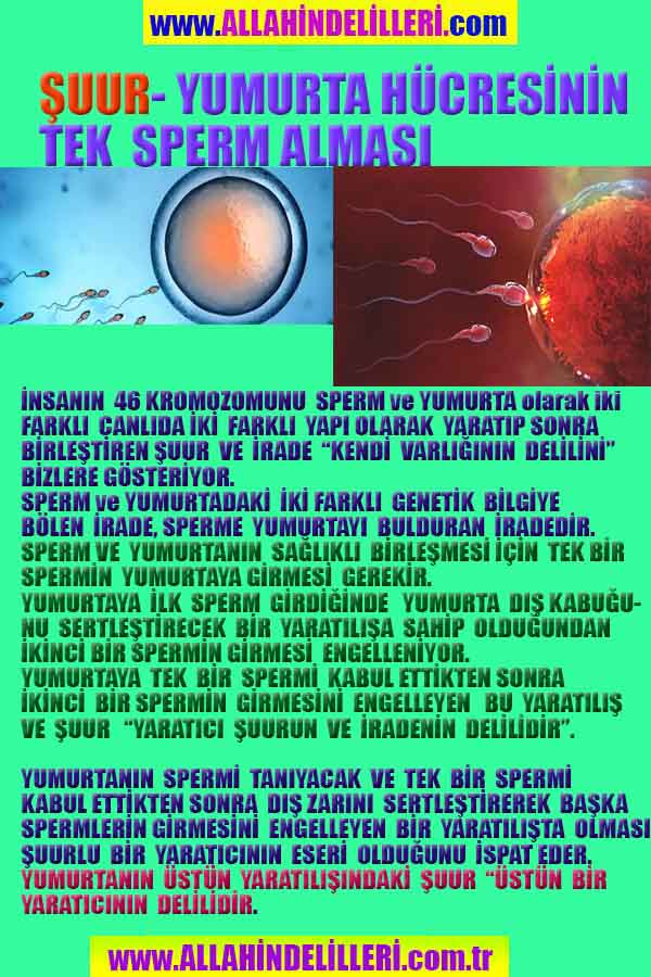 Allahin varlığının delilleri nelerdir?, allahin delilleri, allah in delilleri, allah-delilleri, allah var, #allah