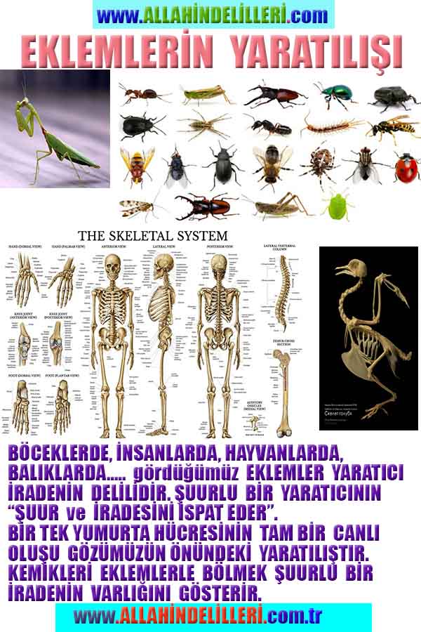 ALLAH, Allahin varlığının delilleri nelerdir?, allahin delilleri, allah in delilleri, allah-delilleri, allah var, #allah