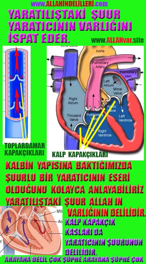 ALLAH, Allahin varlığının delilleri nelerdir?, allahin delilleri, allah in delilleri, allah-delilleri, allah var, #allah