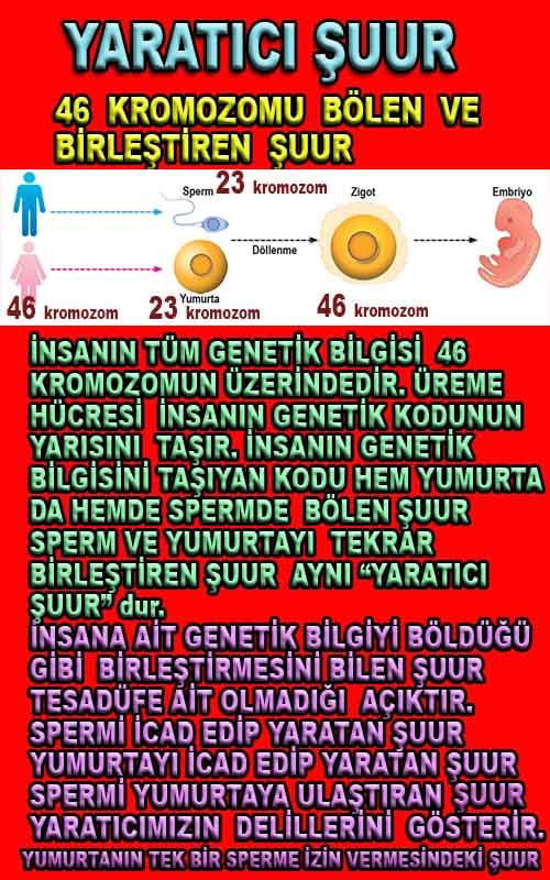 ALLAH, Allahin varlığının delilleri nelerdir?, allahin delilleri, allah in delilleri, allah-delilleri, allah var, #allah