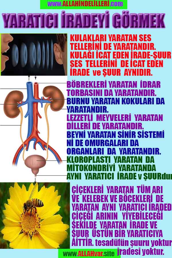 ALLAH, Allahin varlığının delilleri nelerdir?, allahin delilleri, allah in delilleri, allah-delilleri, allah var, #allah